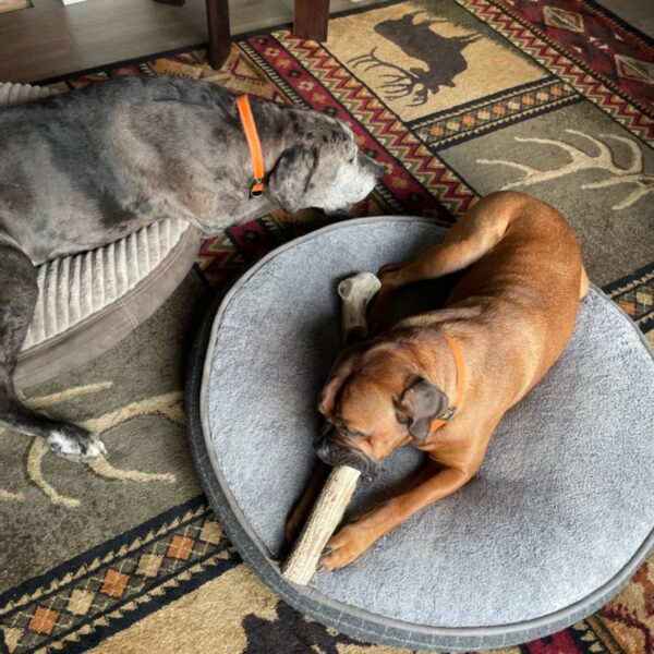 Whole Antler - Image 2