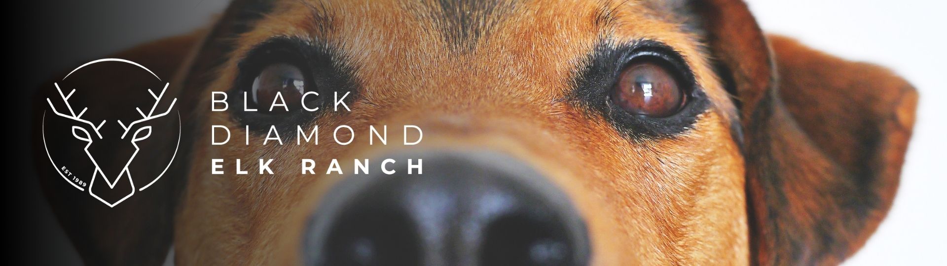 elk for dogs