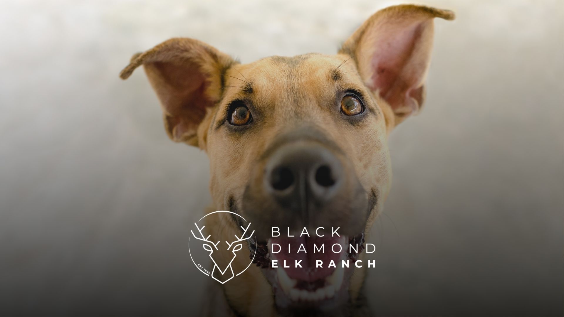 natural dog treats