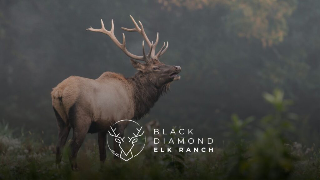elk steaks
