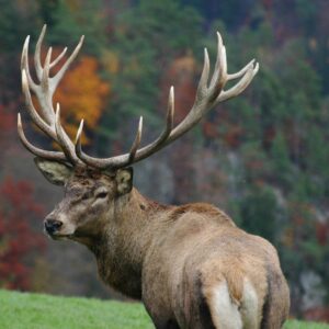 elk tail