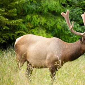 elk hide