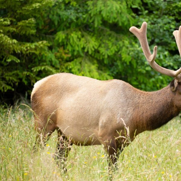 elk hide