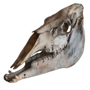 elk teeth