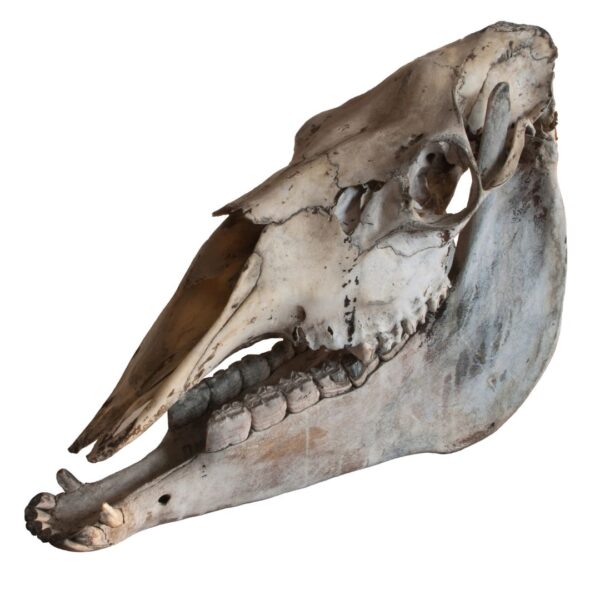 elk teeth