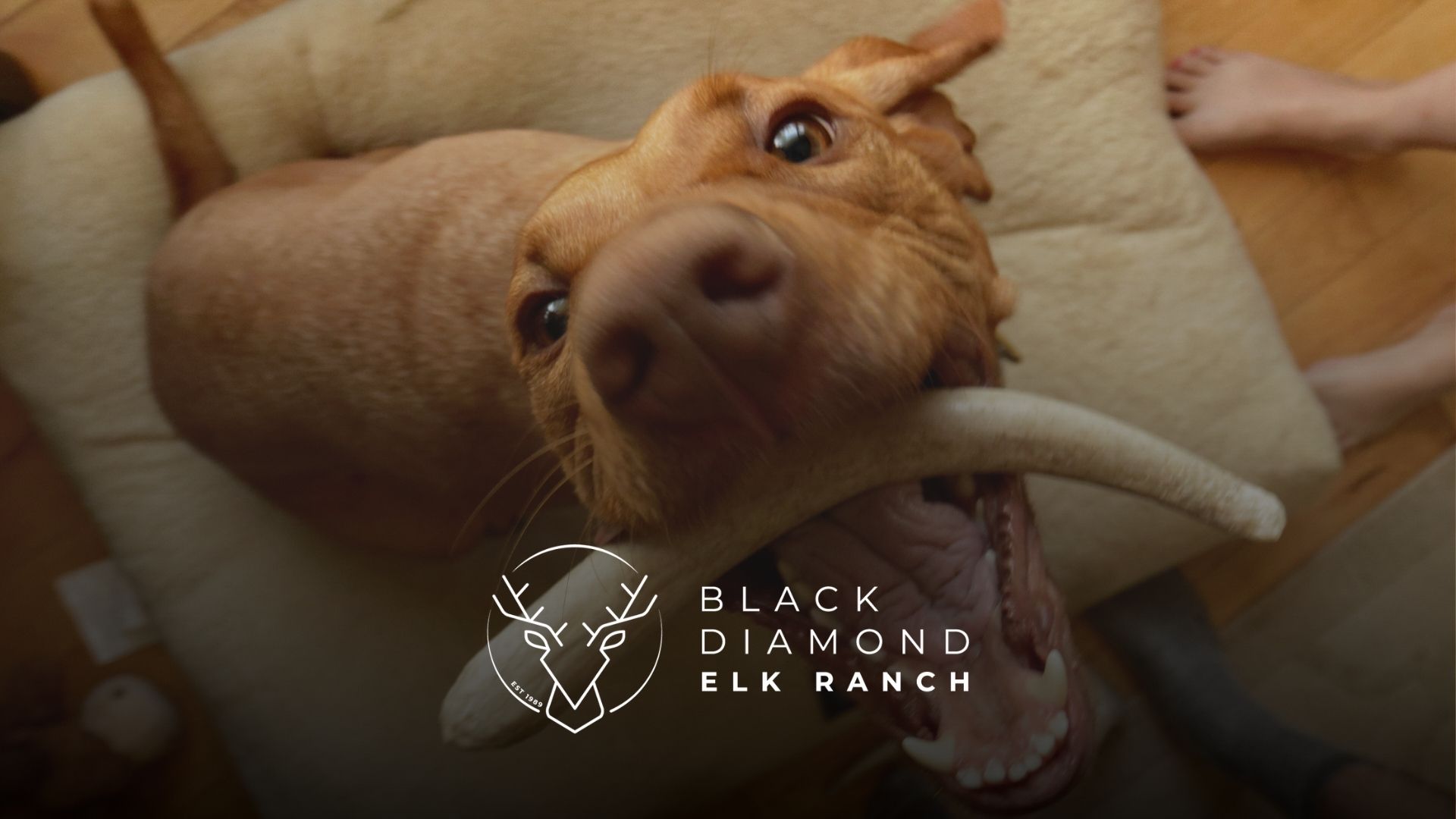 antlers for dogs
