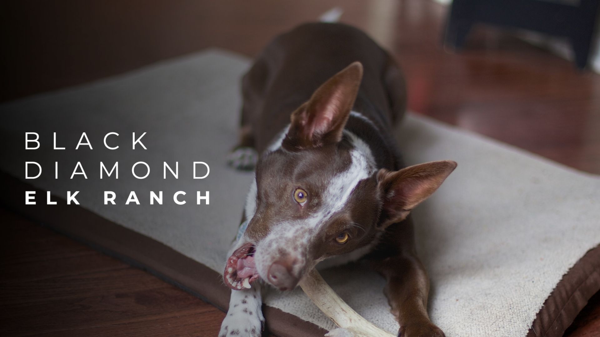 natural dog toys