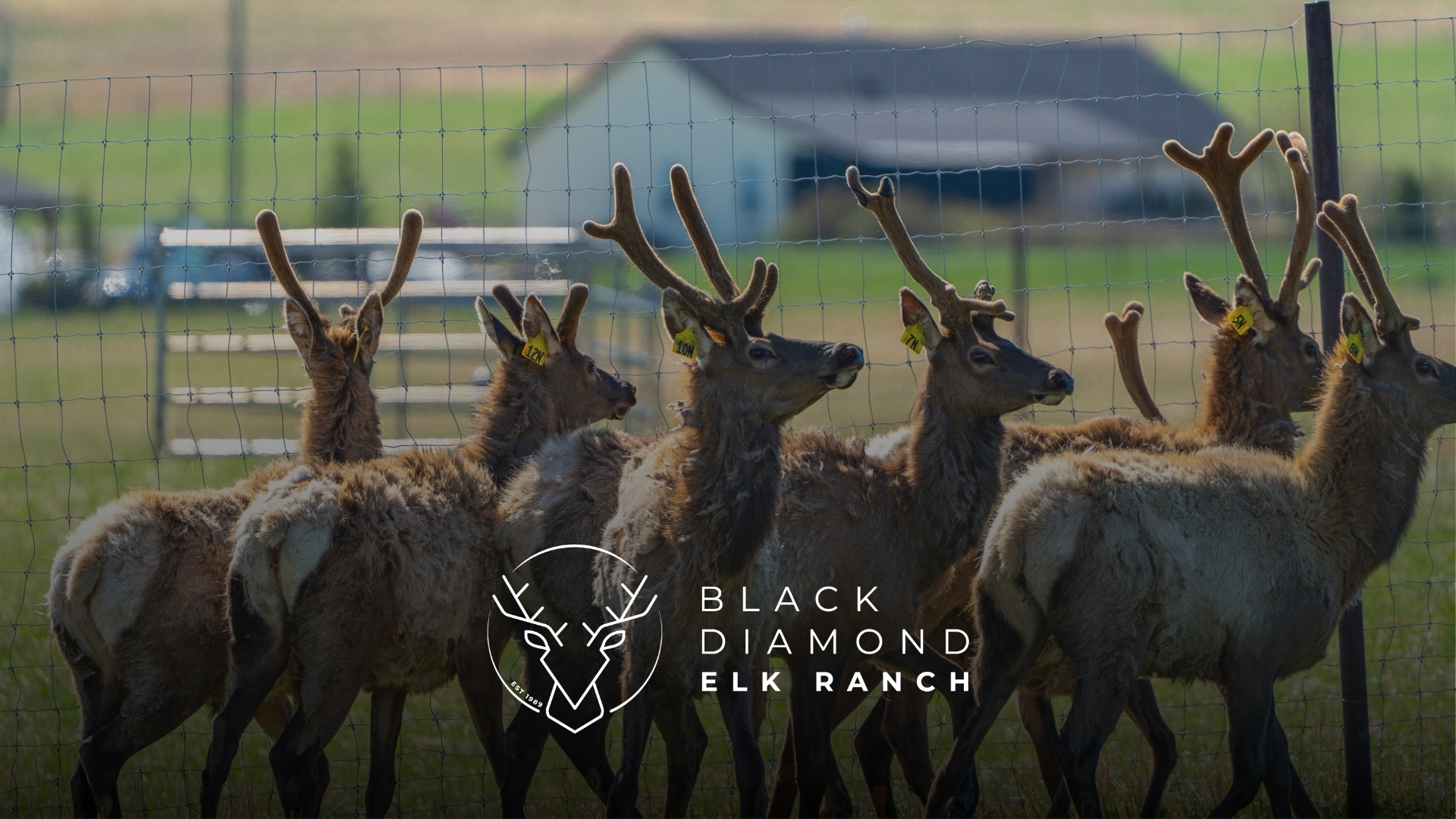 elk ranch calgary