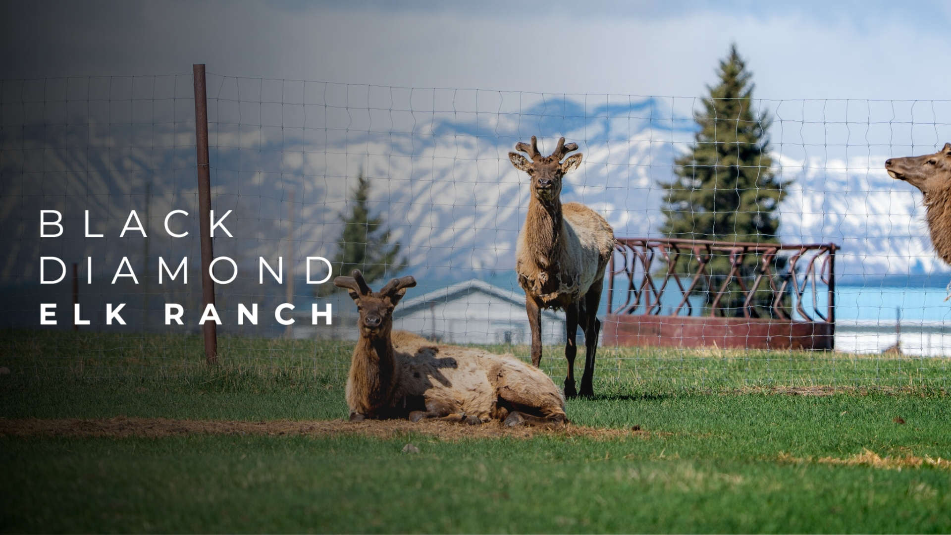 elk meat calgary